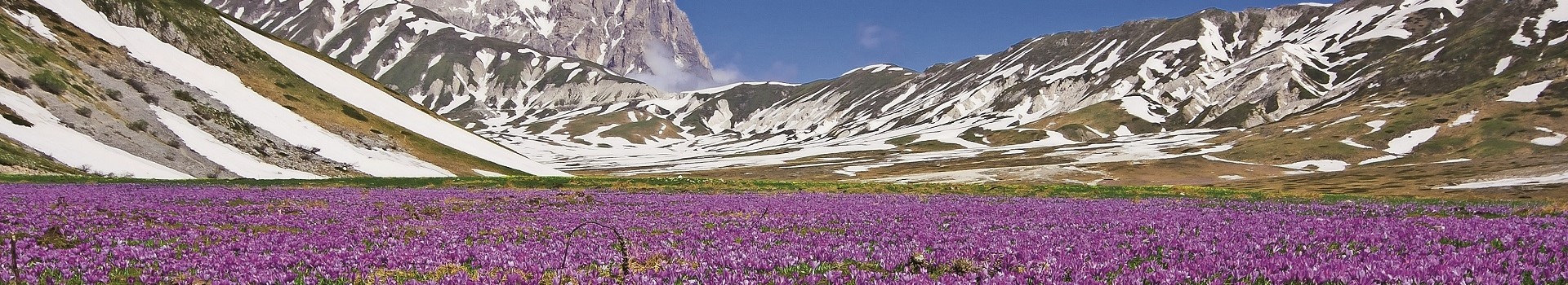 Krokus © Buffy1982 - stock.adobe.com