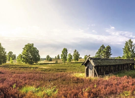 Lüneburger Heide ©pure-life-pictures - stock.adobe.com