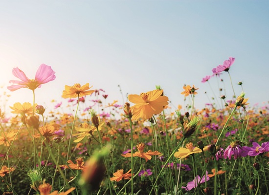 © RK1919 - stock.adobe.com